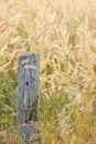 Country barbed wire fence with old logs in Mission Grass fields at dusk Royalty Free Stock Photo