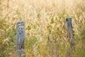 Country barbed wire fence with old logs in Mission Grass fields at dusk Royalty Free Stock Photo