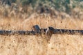 Country basic handmade rural wooden fence in tall golden autumn grass on vivid mountain forest backdrop