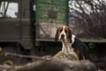 Country beagle dog