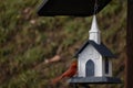 Country Native Birds in Clarksburg WV