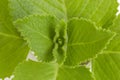 Country Borage, Indian Borage, Coleus amboinicus Lour (Plectranthus amboinicus (Lour.)) Royalty Free Stock Photo