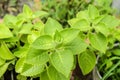 Country Borage,Indian Borage,Coleus amboinicus Lour( Plectranthus amboinicus (Lour.)) Royalty Free Stock Photo