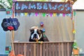 Country Bulldog in a free licking stall at the June party
