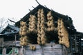 A country cabin covered with rice.