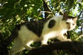 Country cat climbiing tree