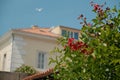 Country Charm: Red Flowers and Rural Home under Clear Sky Royalty Free Stock Photo