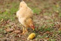 Country chicken eats a head of corn Royalty Free Stock Photo