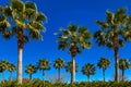 country club palm trees landscaped palms tree lined palm springs rodeo drive beverly hills luxury miami landscape