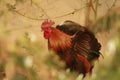 A country cock of a village is on a tour of picking up food on the ground. Shows off it's beautiful fooliage and feathers Royalty Free Stock Photo