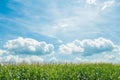 Corn field blue sky and clouds Royalty Free Stock Photo