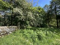 Country corner, with wild bracken, dry stone walls and trees near, Low Sleights Road, Ingleton, UK Royalty Free Stock Photo