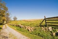 Country Cornfield in Fall with Blue Sky