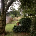 Country cottage Garden (medium format)