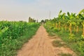 Country cottage garden path Royalty Free Stock Photo