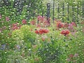 Country cottage garden through rainy window Royalty Free Stock Photo