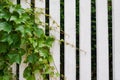 A country cottage-style white wooden picket garden fence with an open gate under a lush green tree. countryside and beautiful yard Royalty Free Stock Photo