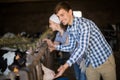 Couple employee  with dairy cattle in livestock farm Royalty Free Stock Photo