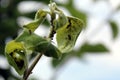 Ants graze a colony of aphids on the inside of the leaf Royalty Free Stock Photo