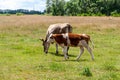 Country cows with calves