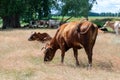 Country cows graze in the field