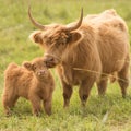 Country Cows