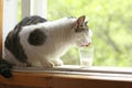 Country cute cat drinking milk from small glass close up photo on windowsill Royalty Free Stock Photo