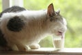 Country cute cat drinking milk from small glass close up photo on windowsill Royalty Free Stock Photo