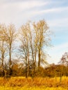 Country day landscape field trees grass autumn winter Royalty Free Stock Photo