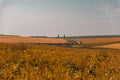 Country dirt road among fields of agricultural plants. In background two poplars. Sunset blue sky. Royalty Free Stock Photo