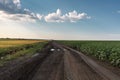 Country dirt road among fields of sunflowers and wheat. Field young sunflower. Blue sky with feathery clouds Royalty Free Stock Photo