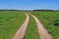 Country dirt road in the meadow