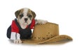 Country dog Royalty Free Stock Photo