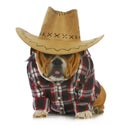 Country dog Royalty Free Stock Photo