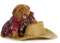 Country dog Royalty Free Stock Photo