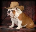 Country dog Royalty Free Stock Photo