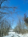 country driveway snowy trees Royalty Free Stock Photo