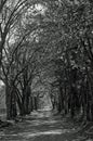 Country Fall Road in Black and White