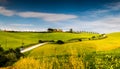 Country farm with road and cypress trees