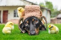 Country farmer dog nanny lies on grass tired of playing with energetic chickens