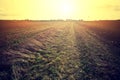 Country field and bright sun. Royalty Free Stock Photo