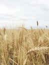 Country Field of Grain Royalty Free Stock Photo