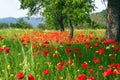 Country field of poppy flowers