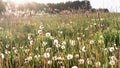 Country field with white dandelions and herbs in the rays of the setting sun with glare in boho style. Atmospheric photo of a