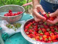 Country food background of recently collected strawberry