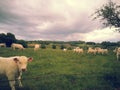 Country in France close to Charolle with cows Royalty Free Stock Photo