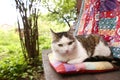 country funny cat outdoor closeup photo relaxing on patchwork pillow