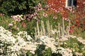 Country garden with blossom perennials