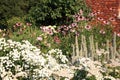 Country garden with blossom perennials