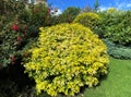 Large bushes, and red flowers, on a sunny day in, North Rigton, Harrogate, UK